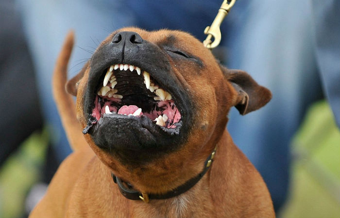 В Пушкино стаффордширский терьер напал на семью. По рассказам местных жителей, это уже не первый случай, когда пес нападает на людей и животных.